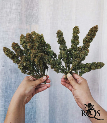 Gefeminiseerde mix Gefeminiseerde mix