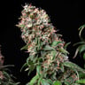Blue Mystic