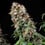 Blue Mystic