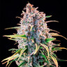 Power Flower