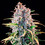 Power Flower