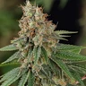 Shining Silver Haze