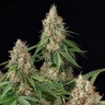 Shining Silver Haze