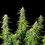 Northern Light Auto