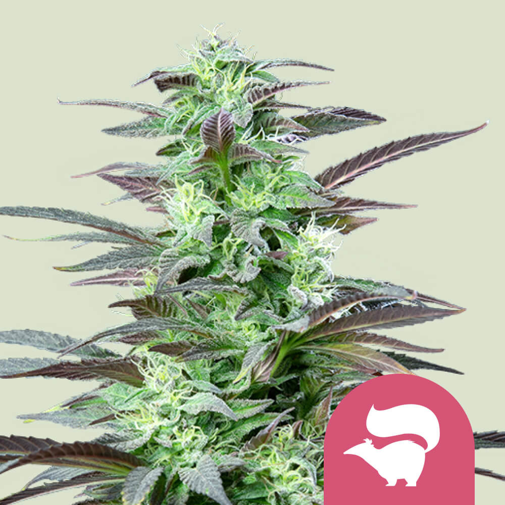 Bestel feminized Skunk XL wietzaden - Royal Queen Seeds