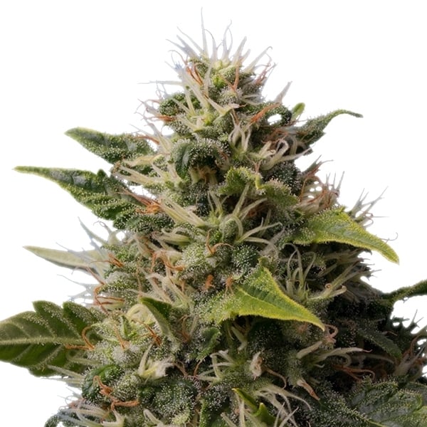 Gefeminiseerde Royal Moby cannabis zaden Gefeminiseerde Royal Moby cannabis zaden