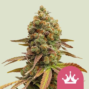 RQS Metal Embossed Grinder - Royal Queen Seeds