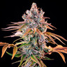 Royal Cheese (Fast Flowering)