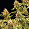 Amnesia Haze Auto