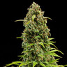 Diesel Auto