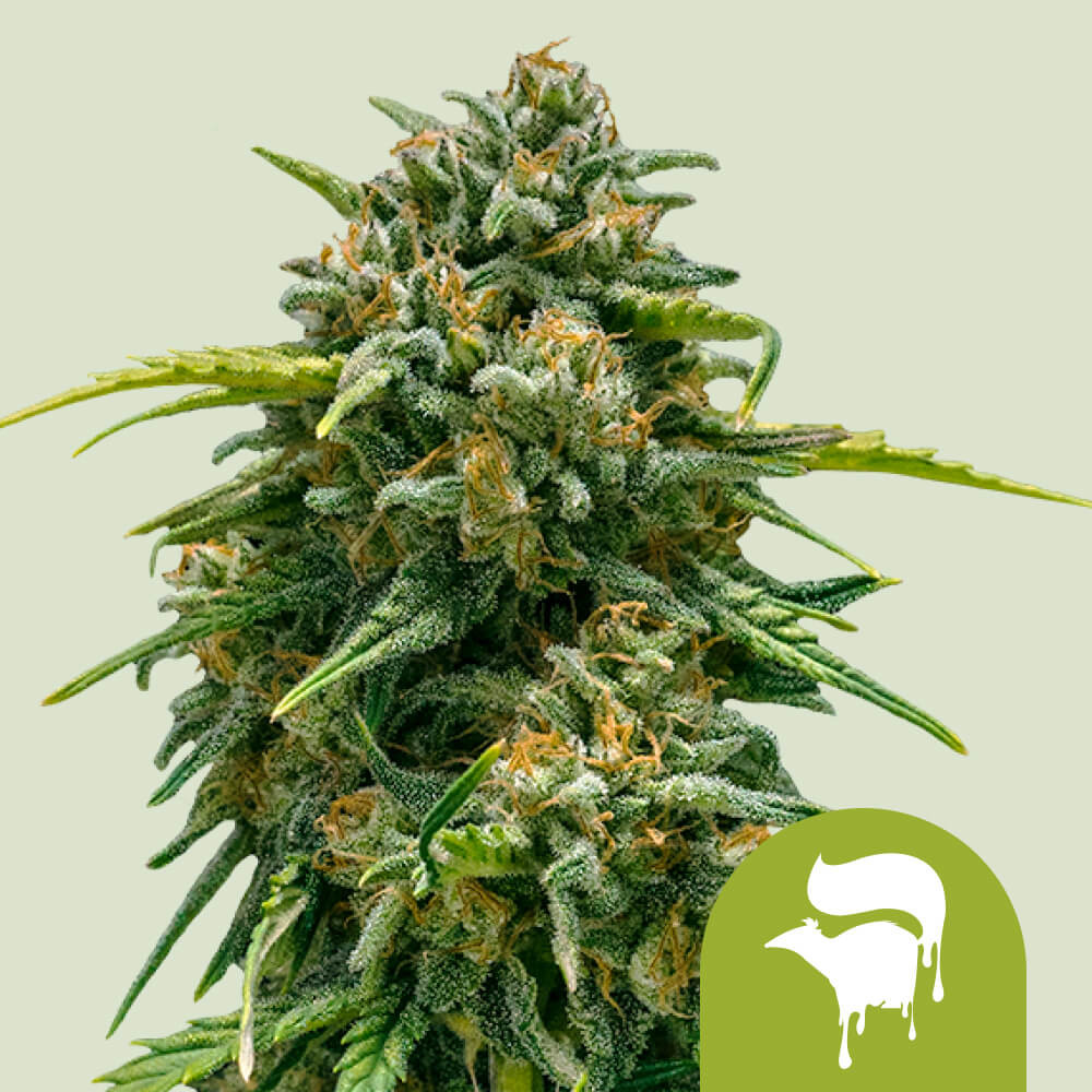 CRDP×DGNリキッド 1ml Sweet  Skunk Koop nu Sweet Skunk Auto-wietzaadjes 🦨 - Royal Queen Seeds