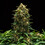 Sweet Skunk Auto
