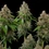 Bubblegum XL
