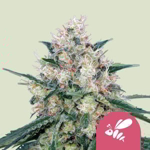 Kopen Honey Cream Fast Flowering Cannabis Honey Cream Fast Flowering Cannabis