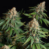 Bubble Kush