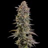 Somango XL