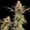 Somango XL