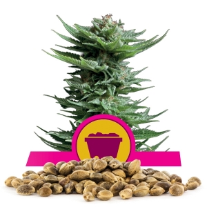 Shining Silver Haze Bulkzaden