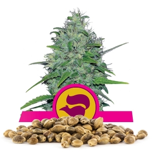 Skunk XL Bulkzaden