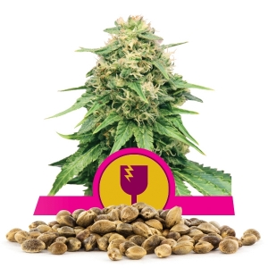 Bulkzaden van Critical
