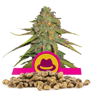 OG Kush Bulkzaden