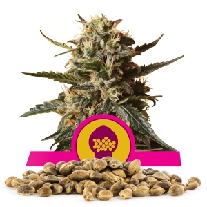 Bubblegum XL Bulkzaden