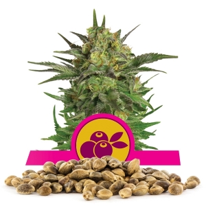 Haze Berry Bulkzaden