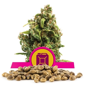 Sour Diesel Bulkzaden