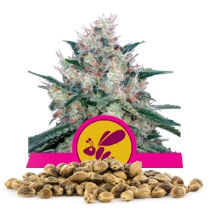 Honey Cream fast version Bulkzaden
