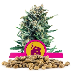 Blue Cheese Bulkzaden