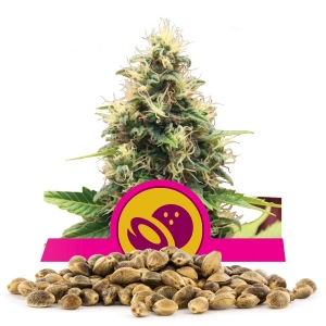 Somango XL Bulkzaden