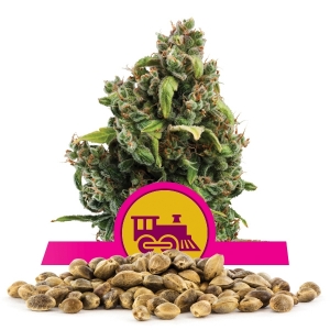 Candy Kush Express Fast Version Bulkzaden