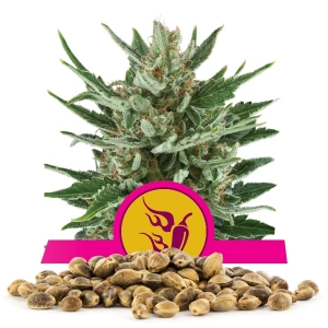 Speedy Chile Fast Version Bulkzaden
