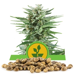 Easy Bud Automatic Bulkzaden