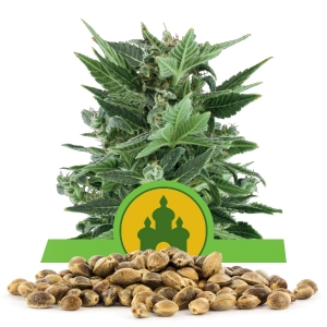 Royal Kush Automatic Bulkzaden