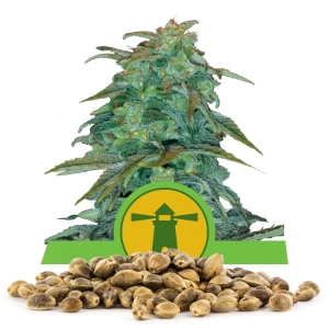 Royal Haze Automatic Bulkzaden