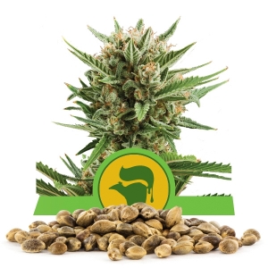 Sweet Skunk Automatic Bulkzaden