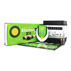 Starter Kit Autoflowering