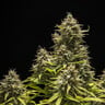 Blue Cheese Auto