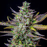 Blue Cheese Auto