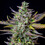 Blue Cheese Auto