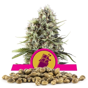 Bulkzaden van Chocolate Haze