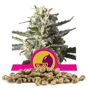 Bulkzaden van Lemon Shining Silver Haze