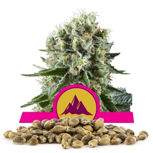 Critical Kush Bulkzaden Critical Kush Bulkzaden
