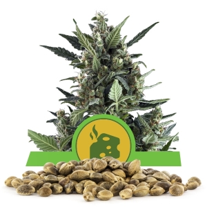 Blue Cheese Automatic Bulk Zaden