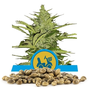 Bulkzaden Van Fast Eddy Automatic CBD