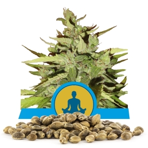 Bulkzaden van Stress Killer Automatic CBD