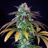 Green Crack  Punch