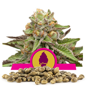 Green Gelato Bulkzaden