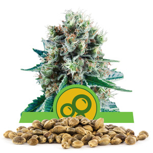 Bubble Kush Automatic Bulkzaden